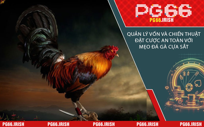 Quản Lý Vốn Và Chiến Thuật Đặt Cược An Toàn Với Mẹo Đá Gà Cựa Sắt