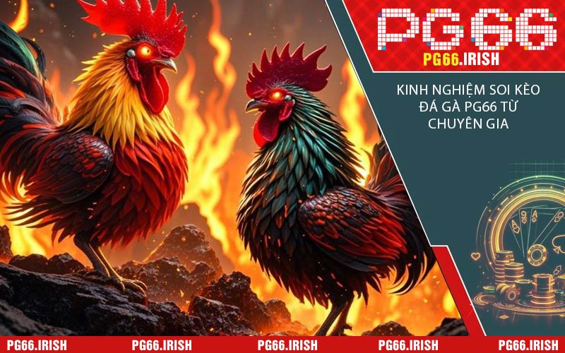 Kinh Nghiệm Soi Kèo Đá Gà PG66 Từ Chuyên Gia